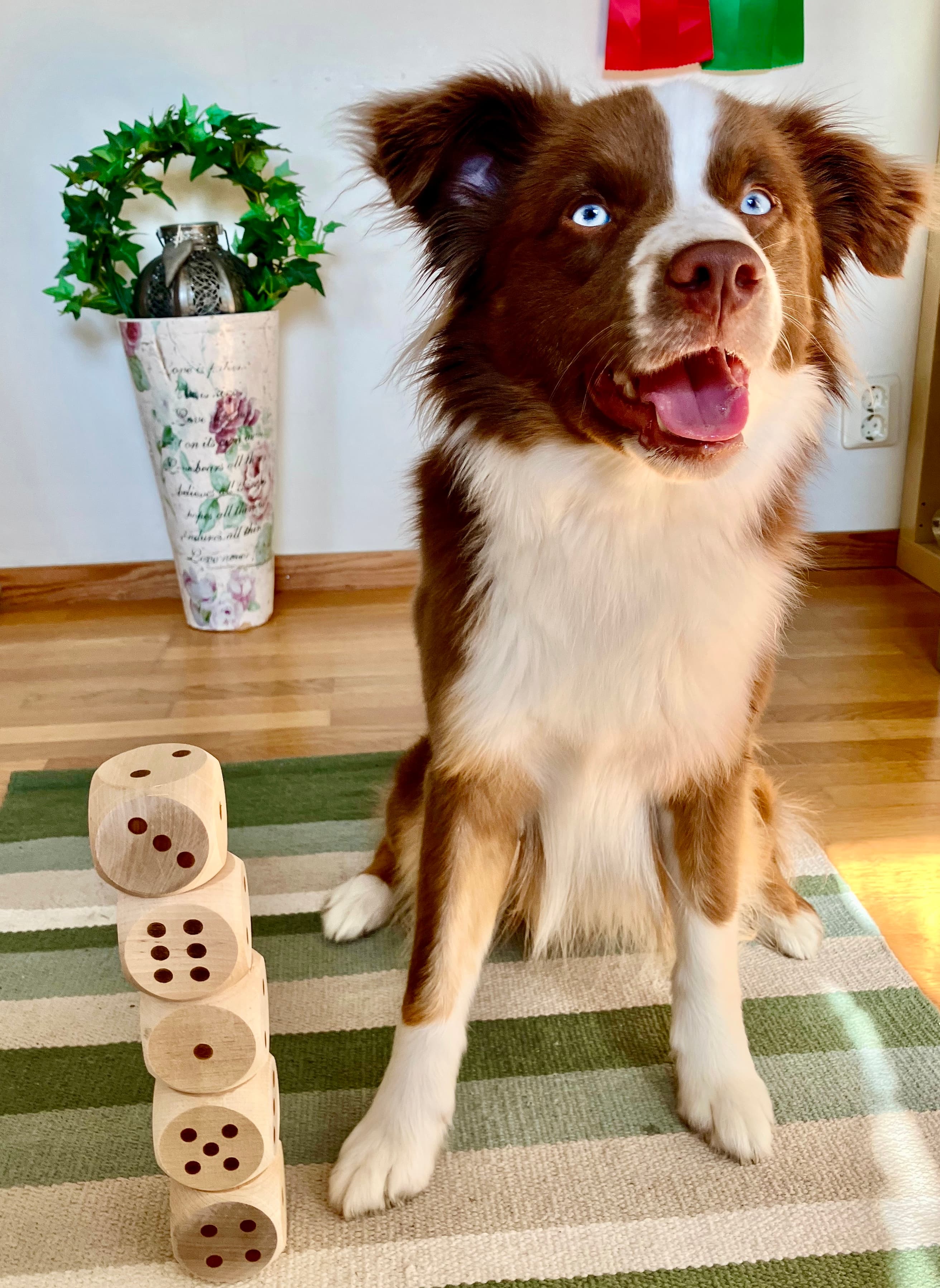 Ozzi, en brun och vit miniature american shepherd, sitter på en grön matta bredvid trätärningar